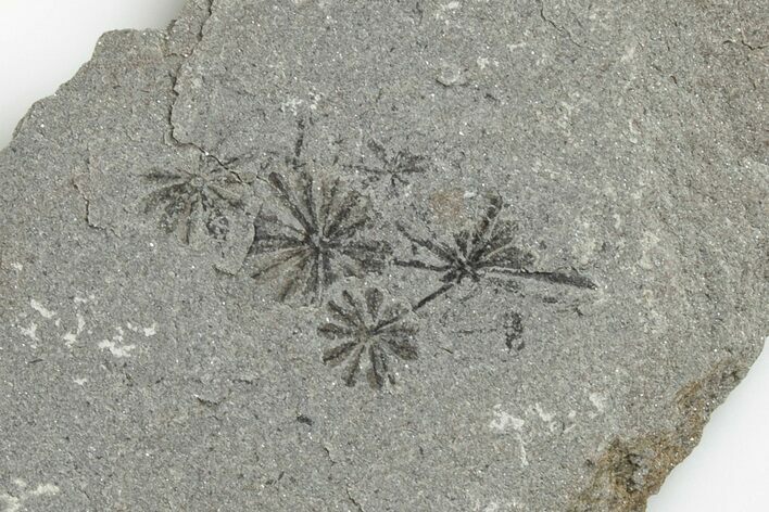 Pennsylvanian Fossil Horsetail (Annularia) Plate - Kentucky #201675